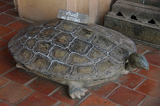 No seat turtle