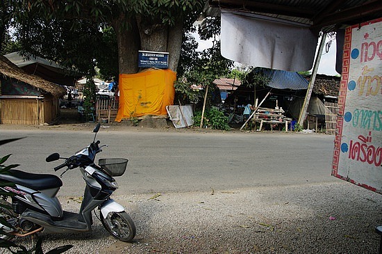 Hondapause an größtem Mangobaum Thailands
