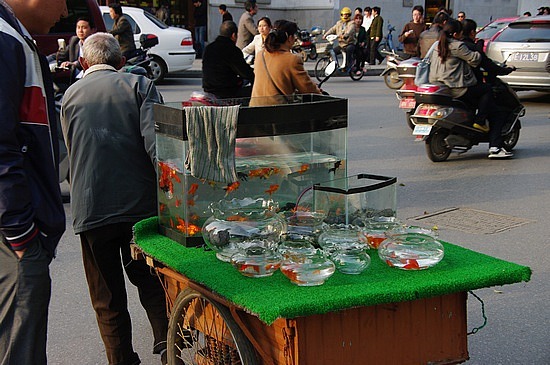 Mobiler Goldfischverkäufer