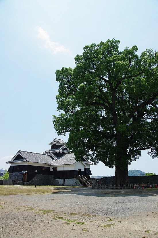 Kumamoto Burg 800 Jahre alter Baum