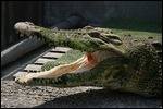 Drumherum lauern die Krokodile