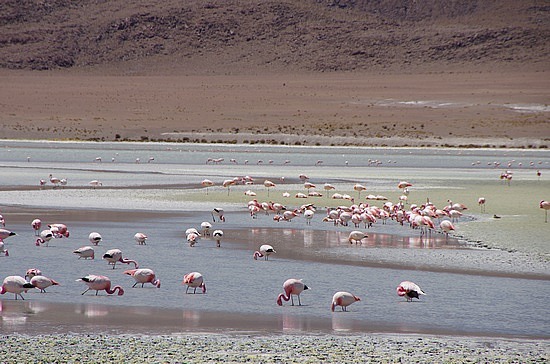 Flamingoauflauf