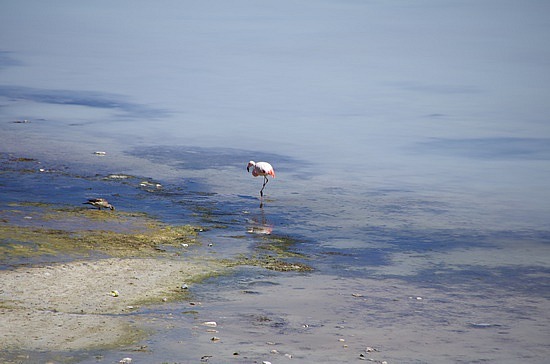 Lonely Flamingo en el Lago Blanco
