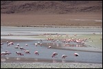 Flamingoauflauf