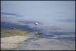 Lonely Flamingo en el Lago Blanco